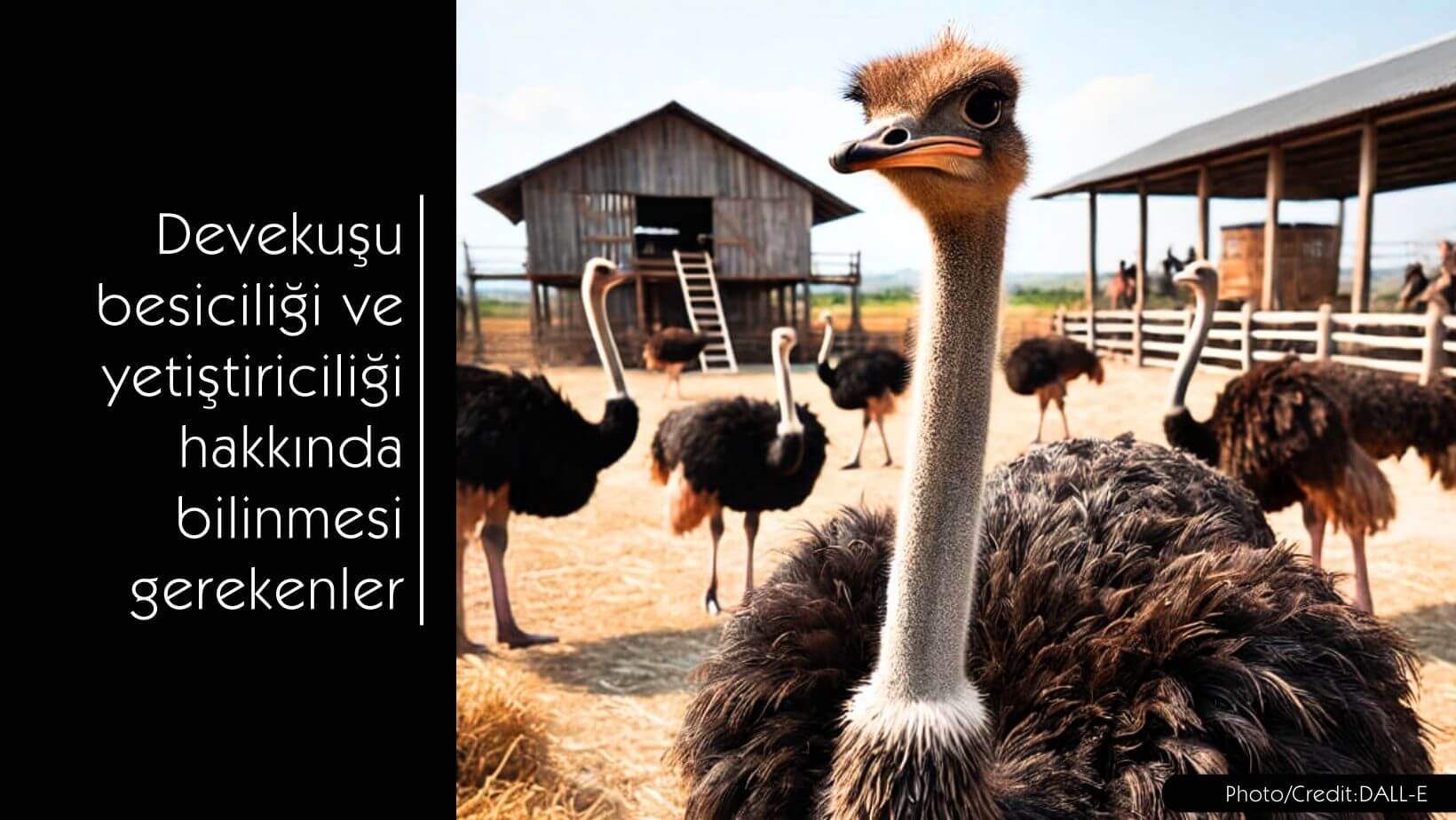 Devekuşu besiciliği ve yetiştiriciliği