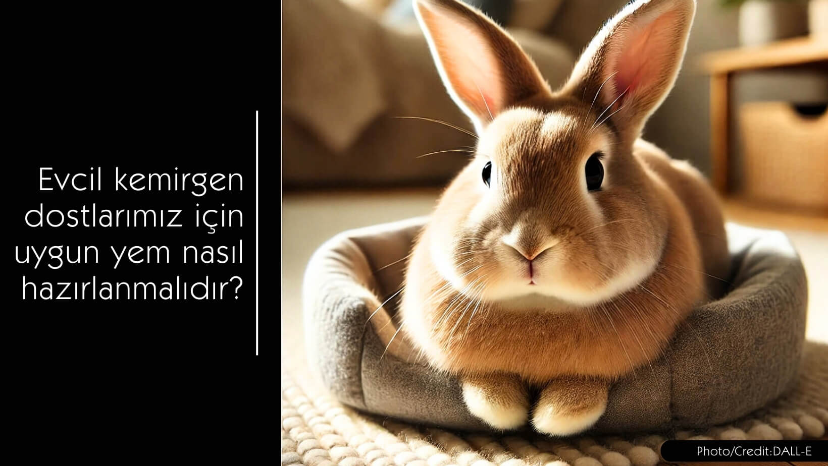 Evcil kemirgenler için uygun kemirgen yemi nasıl hazırlanmalıdır?