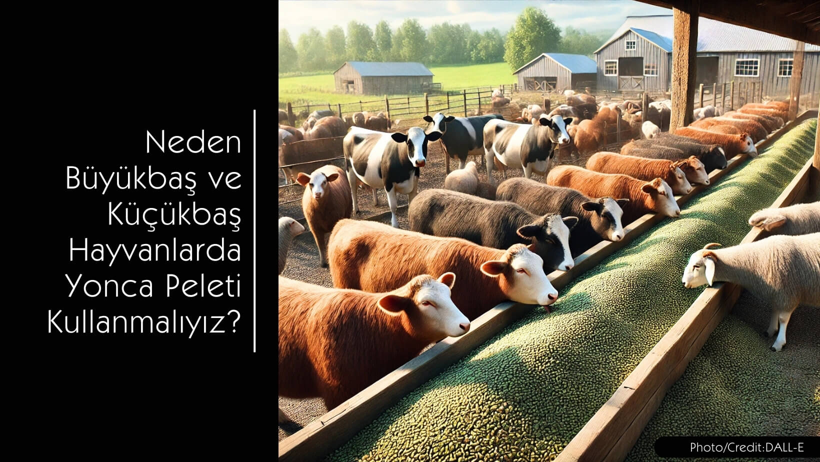Büyükbaş ve Küçükbaş Hayvanlarda Neden Yonca Peleti Kullanmalıyız?