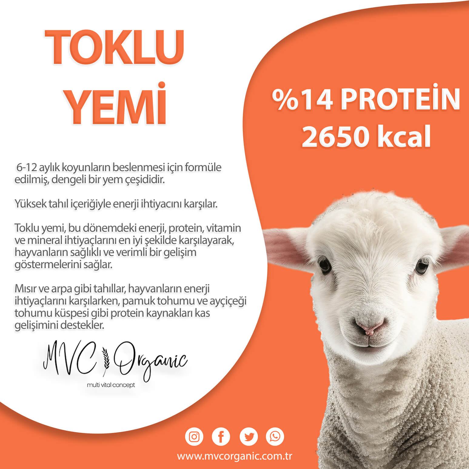 MVC Organic Toklu Yemi, 14 protein içerikli bitkisel yem, canlı ve sağlıklı toklu görüntüsüyle dikkat çekiyor.