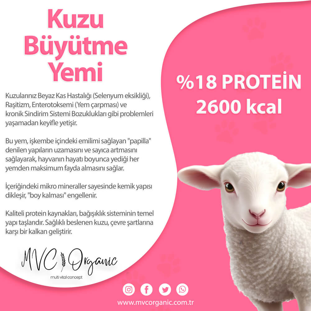 MVC Organic kuzu büyütme yemi, bitkisel yemler içeren besleyici ve doğal kuzu gelişimini destekleyen yem.